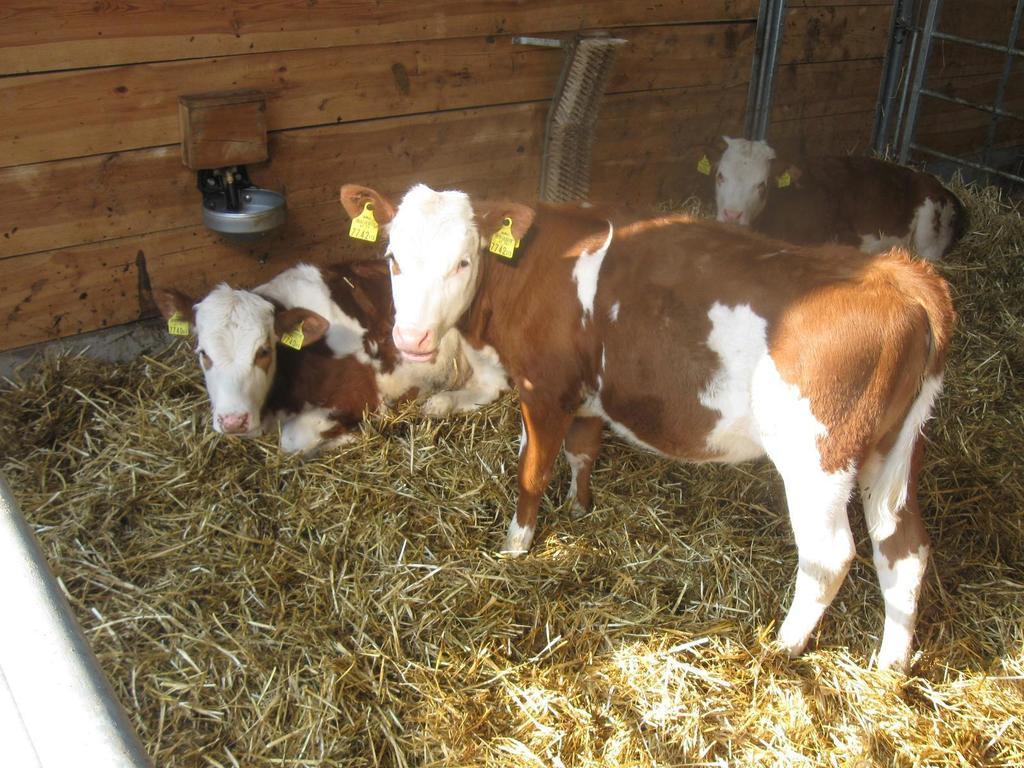 Ganhoer- Fam. Kaar Wintersdorf Экстерьер фото